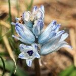 Bellevalia hyacinthoides Blomst
