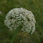 Endressia pyrenaica Flower