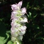 Salvia sclarea Fleur