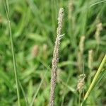Sporobolus indicus Fula
