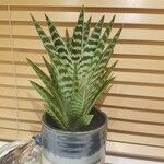 Aloe variegata Φύλλο