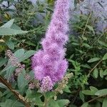 Spiraea douglasiiFlower