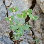 Euphorbia variabilis Hábito
