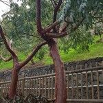 Ficus cordata Hábito