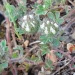 Trifolium cherleri Λουλούδι