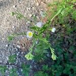 Erigeron philadelphicusŽiedas