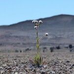 Cynoglossum borbonicum Habit