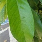 Syzygium malaccense Φύλλο