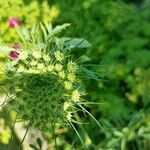 Visnaga daucoidesFlower