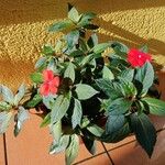 Impatiens walleriana Blomma