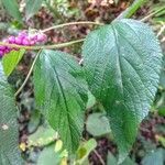 Callicarpa nudiflora Foglia