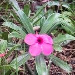 Adenium swazicum Λουλούδι