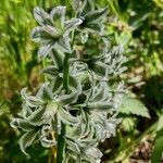 Ornithogalum boucheanum Blüte