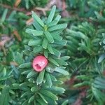 Taxus brevifolia Fruto