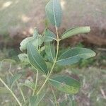 Zanthoxylum chalybeum पत्ता