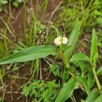 Commelina africana Virág