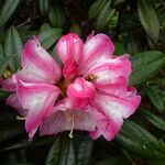 Rhododendron insigne പുഷ്പം