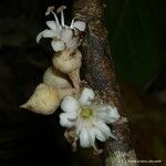 Pycnandra gordoniifolia Flor