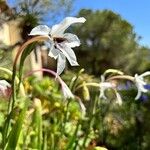 Gladiolus murielae Květ