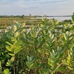 Calotropis gigantea Характер