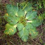 Arctopus echinatus Leaf