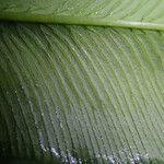 Coniogramme africana Hoja