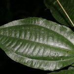 Miconia lateriflora Leaf