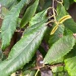 Callicoma serratifolia Лист