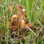 Drosera anglica Folio