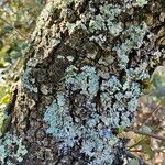 Quercus rotundifolia Bark