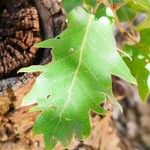 Quercus ithaburensis Leaf