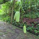 Gurania makoyana Fruto