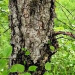 Betula davurica Bark