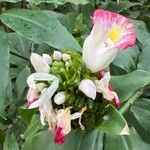 Costus afer Fiore