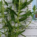 Ammannia baccifera 花