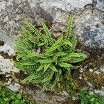 Asplenium trichomanes Habitat