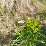 Euphorbia esula Flower