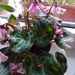 Cyclamen repandum Folha