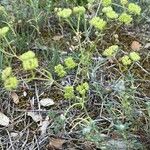 Valeriana coronata 整株植物