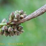 Carex ericetorum Ovoce