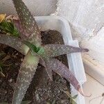 Aloe maculata 葉