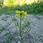 Erysimum cheiranthoides फल