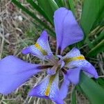 Iris unguicularis Květ