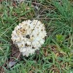 Rhaponticum coniferum Blatt