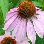 Echinacea angustifolia Квітка