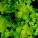 Peperomia rotundifolia Hoja