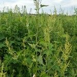 Atriplex sagittata Blad