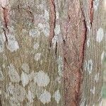 Carya glabra Bark