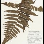 Cyathea surinamensis 叶