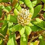 Gomphrena vermicularis Blüte